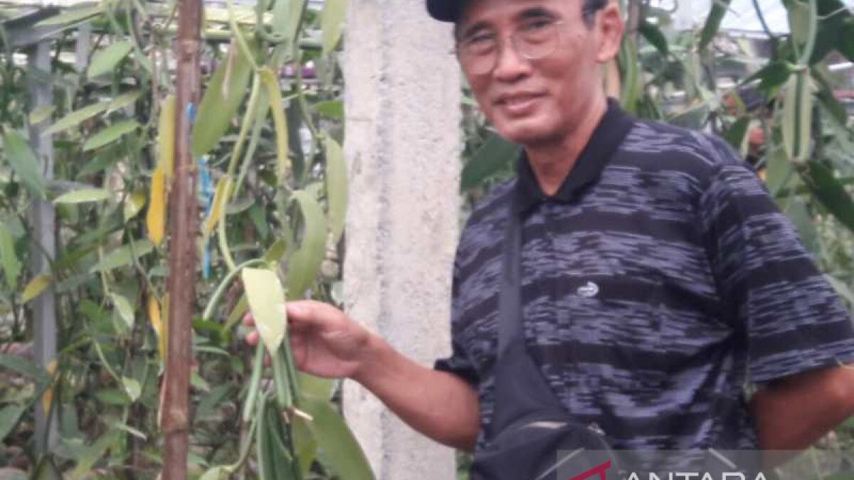 Seorang peserta dari Asosiasi Pengusaha Hutan Indonesia (APHI) menunjukkan buah fanili di kebun PT Java Agro Spices di Parakan, Kabupaten Temanggung, Selasa (5/7/2017). ANTARA/Heru Suyitno