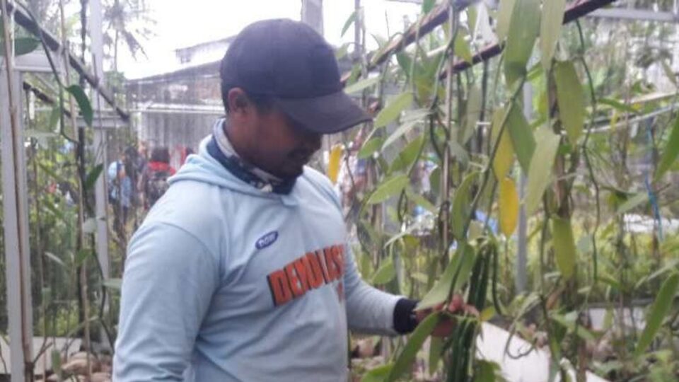 A worker shows vanilla fruit in the garden of PT Java Agro Spices in Parakan, Temanggung Regency. (Photo: Doc. Antara)